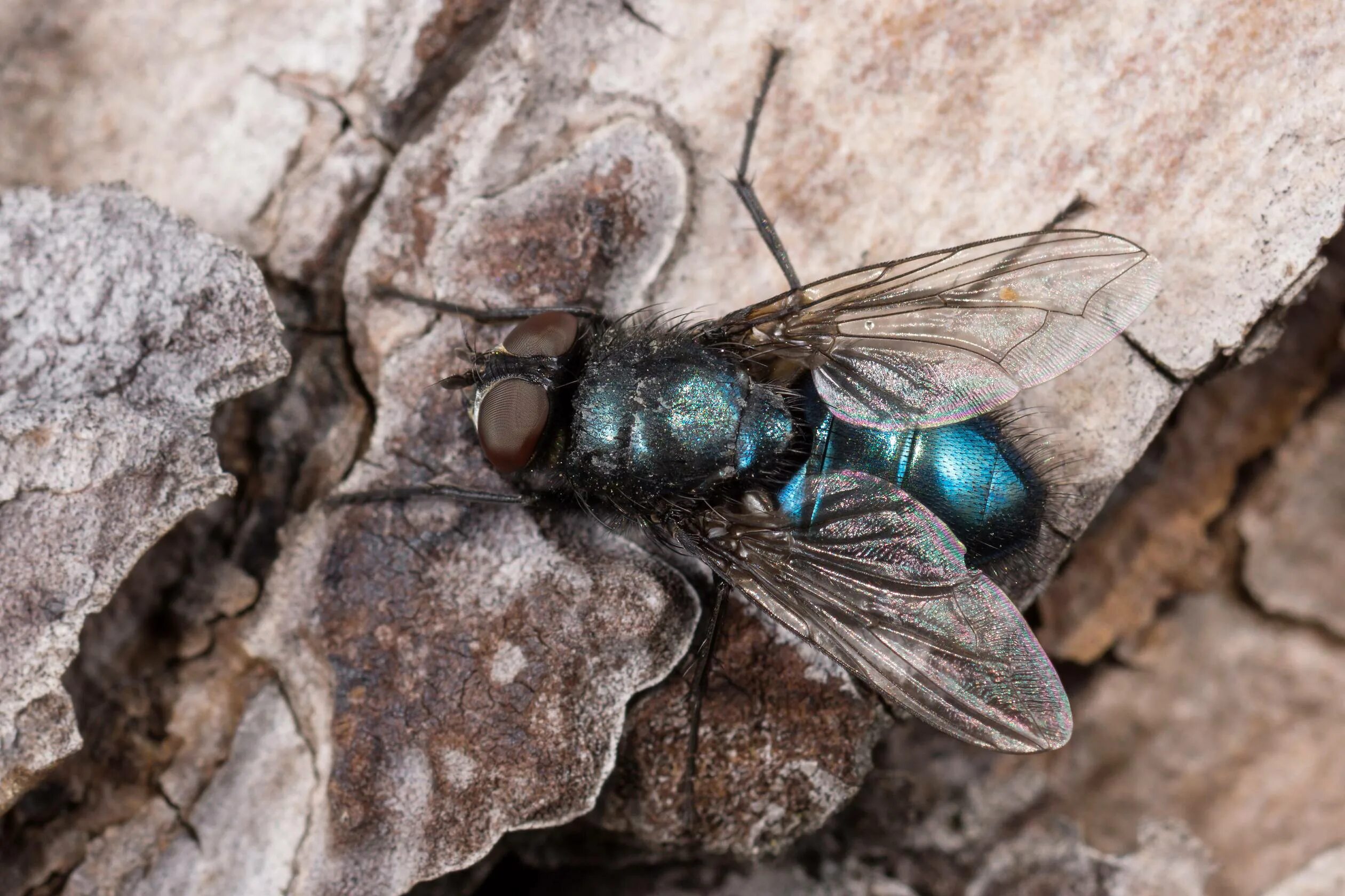 Весенняя муха. Черноголовая синяя Муха. Calliphoridae Муха. Protophormia terraenovae Муха. Синяя мясная Муха.