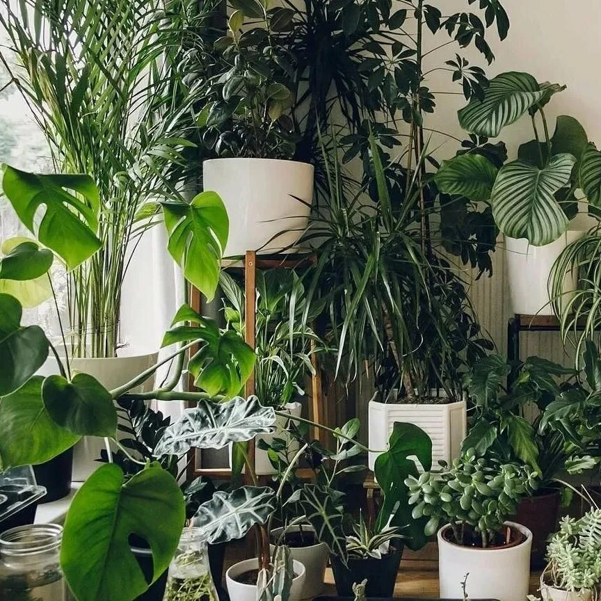 Домашние цветы группы. Монстера houseplants. Монстера Ароидные. Комнатные цветы в интерьере. Комната с растениями.