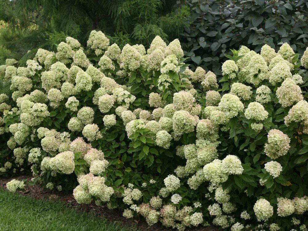 Hydrangea paniculata little. Метельчатая little lime.
