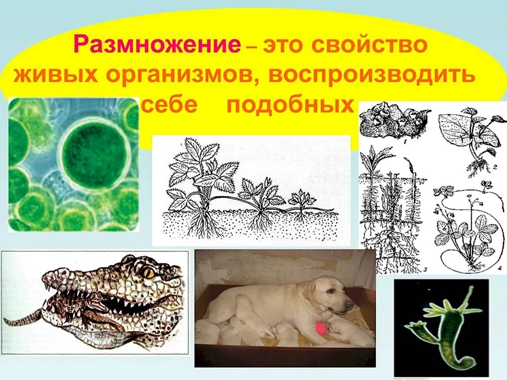 Каким путем образовалось такое разнообразие мышей. Отряд грызуны представители. Биология микроорганизмы. Многообразию млекопитающих отряды. Процессы живых организмов.