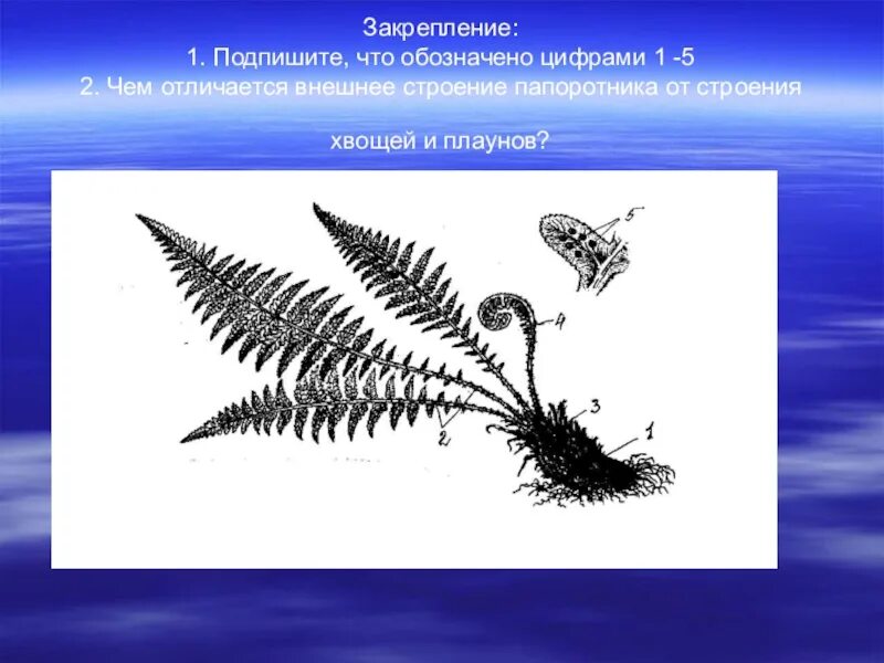 Плауны хвощи папоротники 5 класс биология. Спороносящий папоротник. Папоротник Щитовник мужской строение. Щитовник мужской строение. Внешнее строение папоротника.