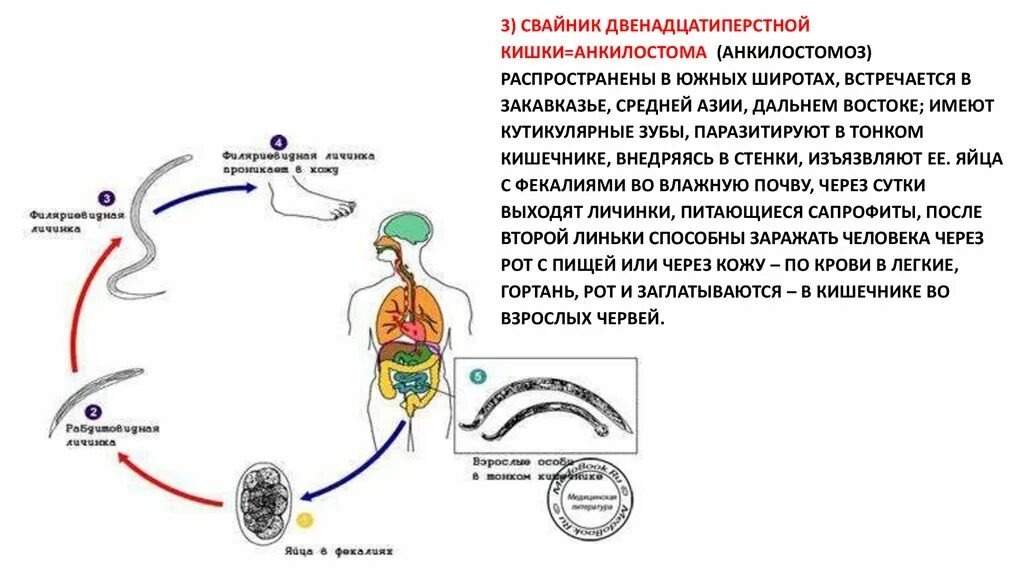 Перкутанный путь заражения. Жизненный цикл кривоголовка схема. Анкилостома промежуточный хозяин. Жизненный цикл анкилостнмв. Анкилостома жизненный цикл схема.