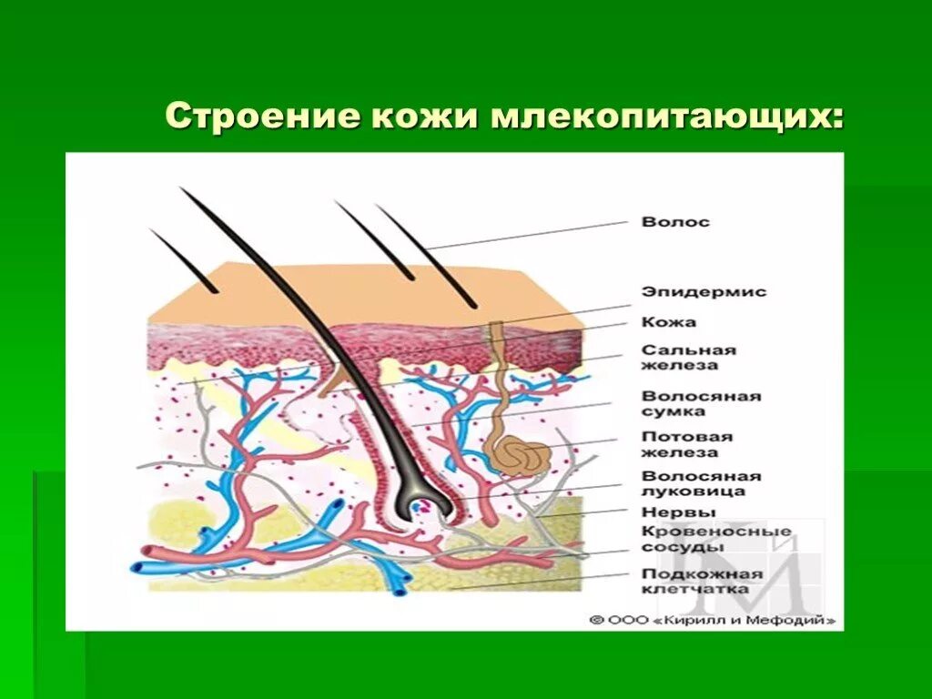 Каково строение кожи млекопитающих. Строение кожного Покрова млекопитающих 7 класс. Строение кожи млекопитающих 7 класс биология. Строение кожи млекопитающего биология 7. Кожный Покров класс млекопитающих.