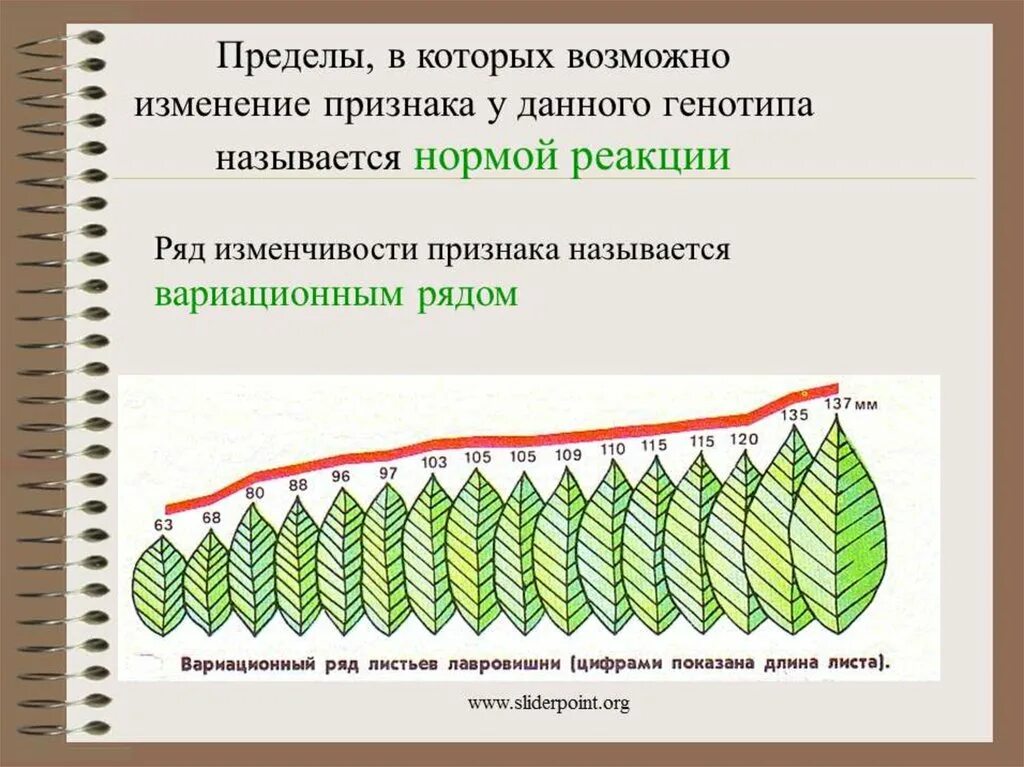 Модификационная изменчивость листьев. Норма реакции модификационной изменчивости. норма реакции вариационный ряд. статистические закономерности фенотипической изменчивости. изменчивость. модификационная изменчивость. норма реакции..