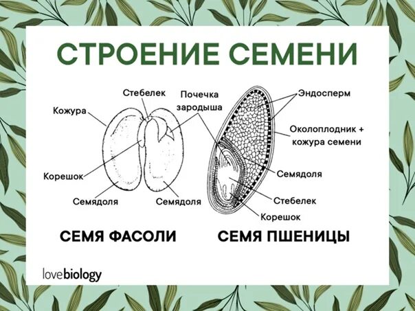 Строение семени покрытосеменных растений. Строение семени подсолнечника. Строение семени растения. Строение семени томата.