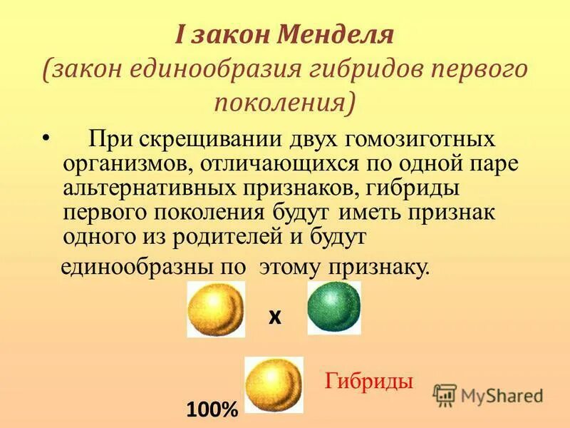 При скрещивании гибридов первого поколения между собой. Законы Менделя 10 класс. Первый закон Менделя биология 9 класс. Моногибридное скрещивание 1 закон Менделя. Первый закон Менделя при скрещивании.