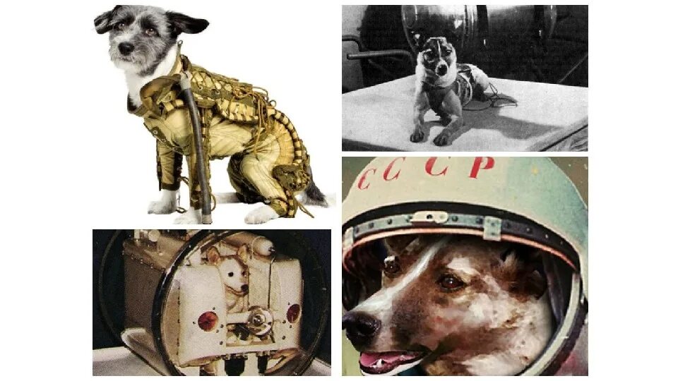 Животные раньше людей полетели в космос. Собаки в космосе. Собаки космонавты. Собака лайка в космосе. Первые собаки в космосе для детей.