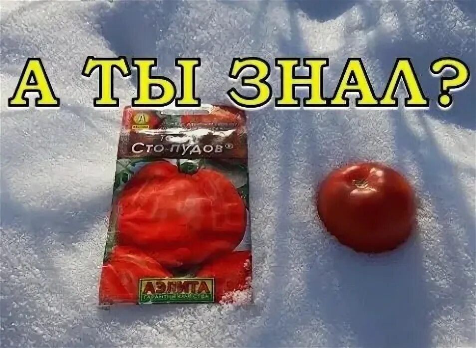 Томаты на зиму посадить. Томаты на зиму посадить