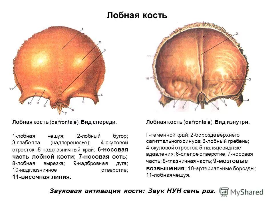 Строение лобной кости черепа человека анатомия. Лобная кость решетчатая вырезка. Лобная кость строение изнутри.