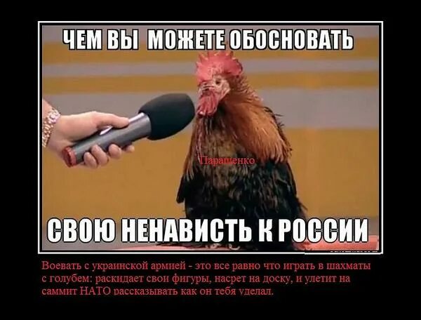 Ненавижу европу. Интервью у петуха. ненавижу россию. ненависть к россии. почему россию ненавидят.