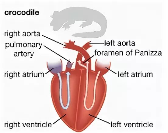 У ящерицы четырехкамерное сердце. Сердце крокодила строение. Строение сердца крокодилов. Сердце крокодилов. У крокодилов четырехкамерное сердце.