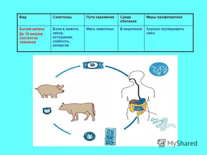 Цикле среда обитания. Цикл бычьего цепня схема. Жизненный цикл бычьего цепня схема. Цикл развития печеночного бычьего цепня. Мирацидий бычий цепень.