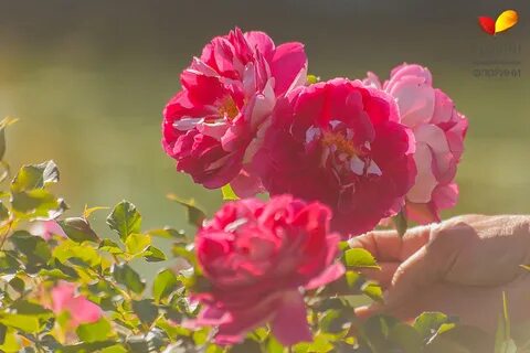 Passion rose