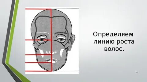 Линия роста