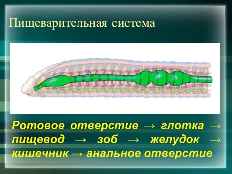 Полость тела плоские круглые кольчатые. Пищеварительная система кольчатых червей 7 класс. Пищеварительная система плоских червей круглых червей кольчатых. Пищеварительная система кольчатых червей 6. Строение пищеварительной системы кольчатых червей таблица 7 класс.