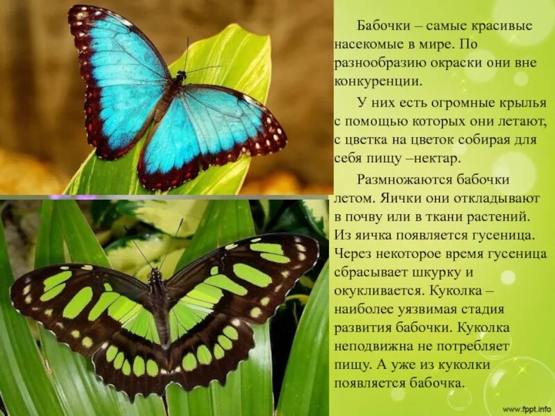 Цветок бабочка рассказ. Самая красивая бабочка рассказ. Бабочка конспект. Разнообразие окраски бабочек. Описание бабочки красавицы.