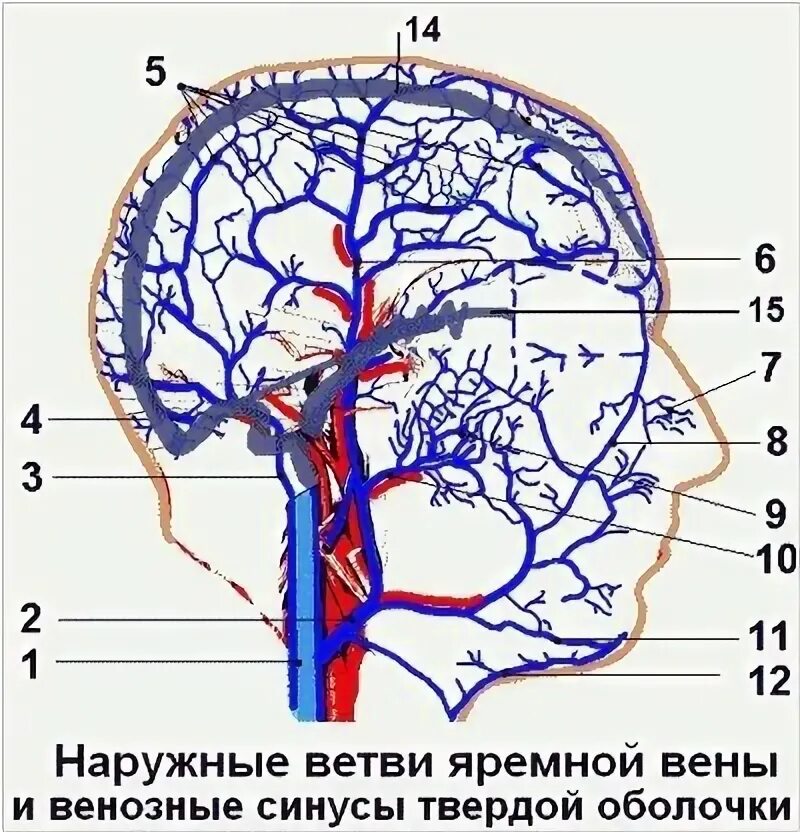 Отток крови от головного мозга. Венозные синусы твердой мозговой оболочки. Отток крови от головного мозга венозные синусы. Венозный отток головного мозга анатомия. Вены твердой мозговой оболочки.