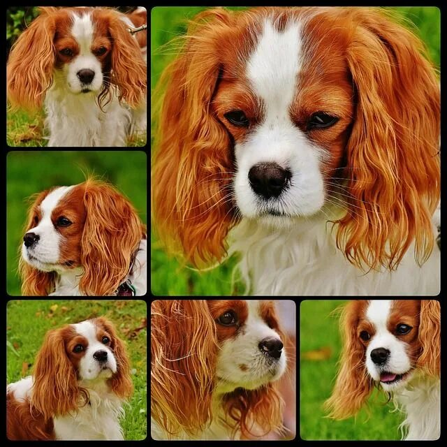 Answer to Dog related Questions - Trasedogs Cute dogs breeds, Dog trends, Puppie