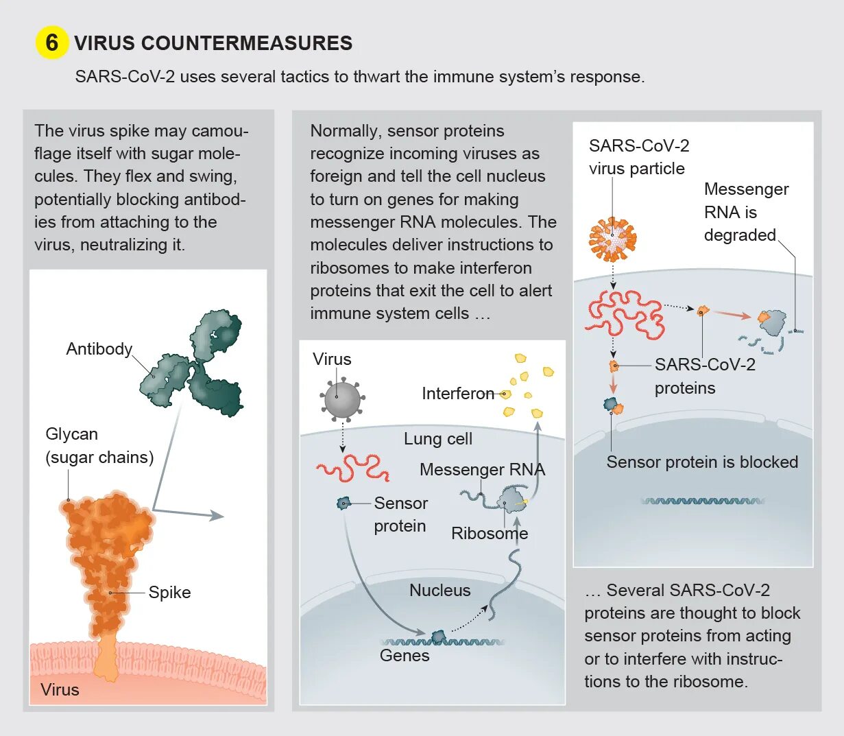 Вирус SARS-cov-2. РНК вирус SARS-cov-2 симптомы. SARS вирус. Вирус SARS-cov 2 этиология.