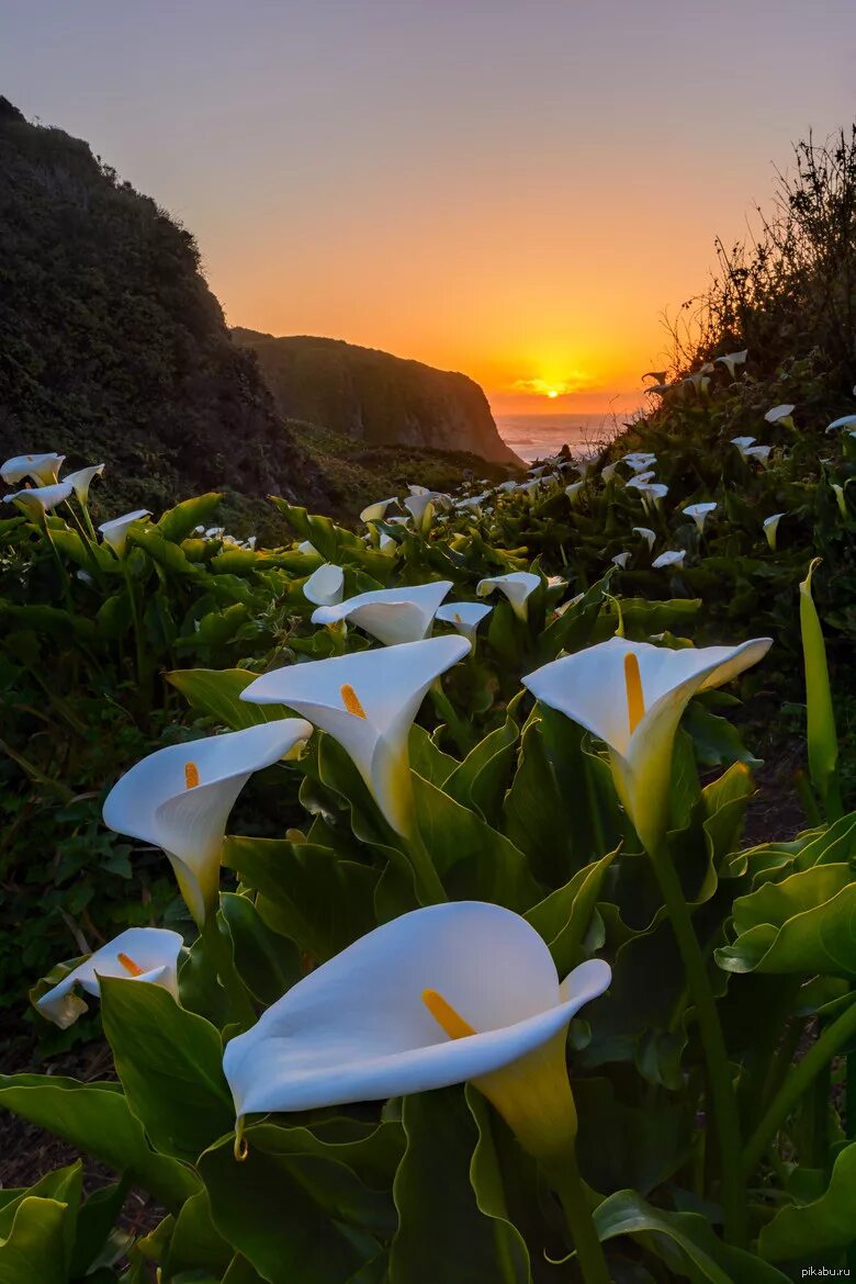 С днем рождения красивые природа. Каллы в калифорнийской долине Calla Lily Valley. Биг сур Калифорния Долина калл. Каллы белокрыльник цветы. Биг-сур Калифорния Дикие каллы.