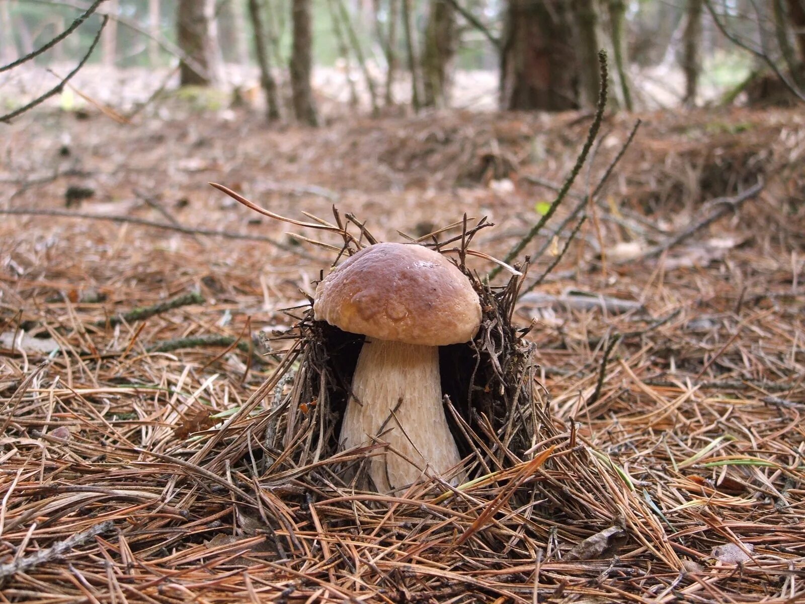 Боровик несъедобный boletus calopus. Гриб боровик. Ложный боровик белый гриб. Литовский боровик. Боровик - белый гриб боровик.