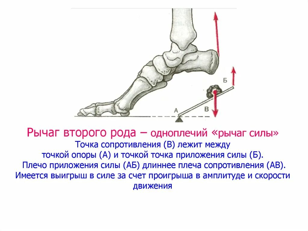 Свод точка. Рычаг 2 рода в биомеханике. Рычаг 2 рода анатомия. Рычаг силы в биомеханике. Рычаги первого и второго рода в биомеханике.