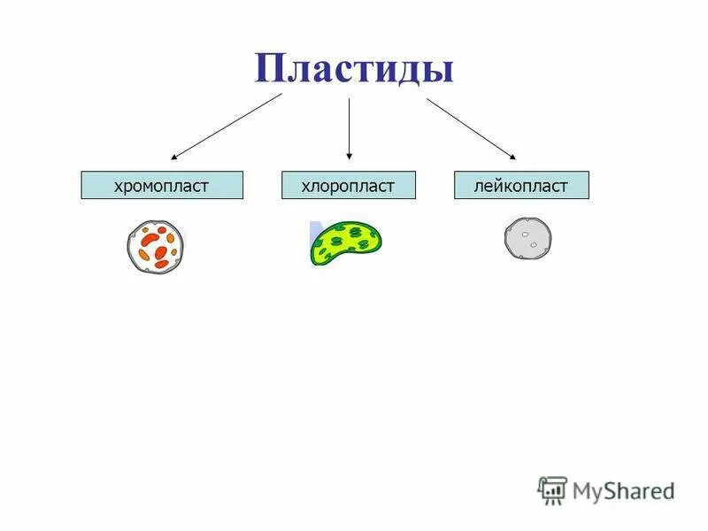 Формы пластид. Пластиды рисунок. типы пластид и их функции. пластиды рисунок легкий. виды пластид рисунок.