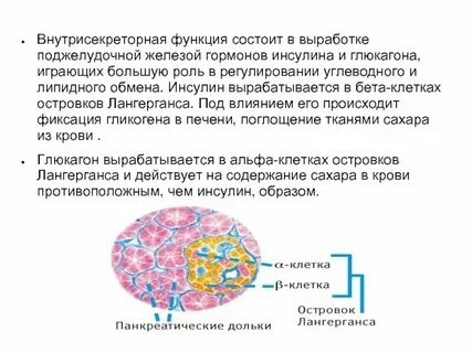 Функции бета клеток