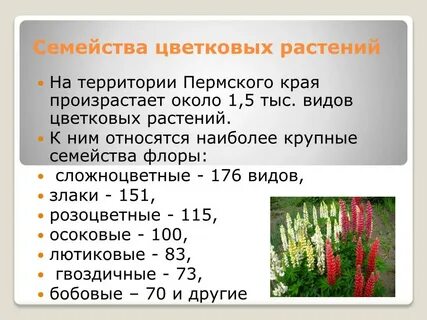 Группа растений цветковые число видов