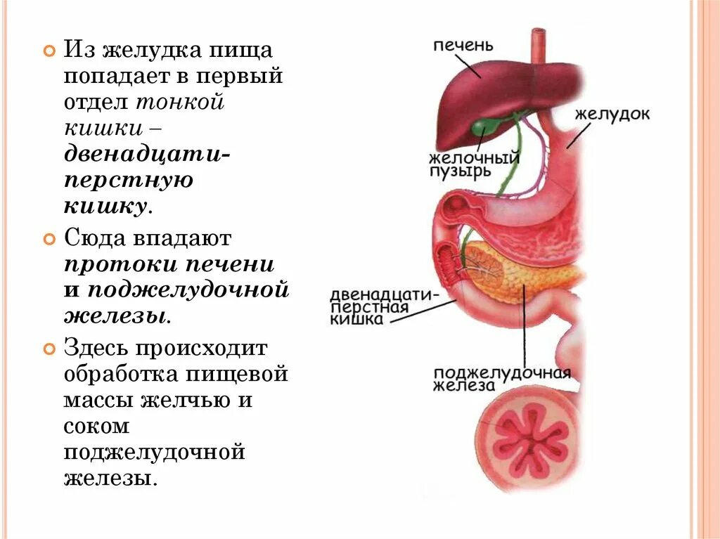 Обработка пищевого комка желчью