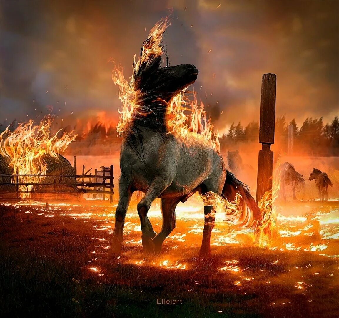 Конь огонь. Горящая лошадь. Животные в пожаре. Лось горит