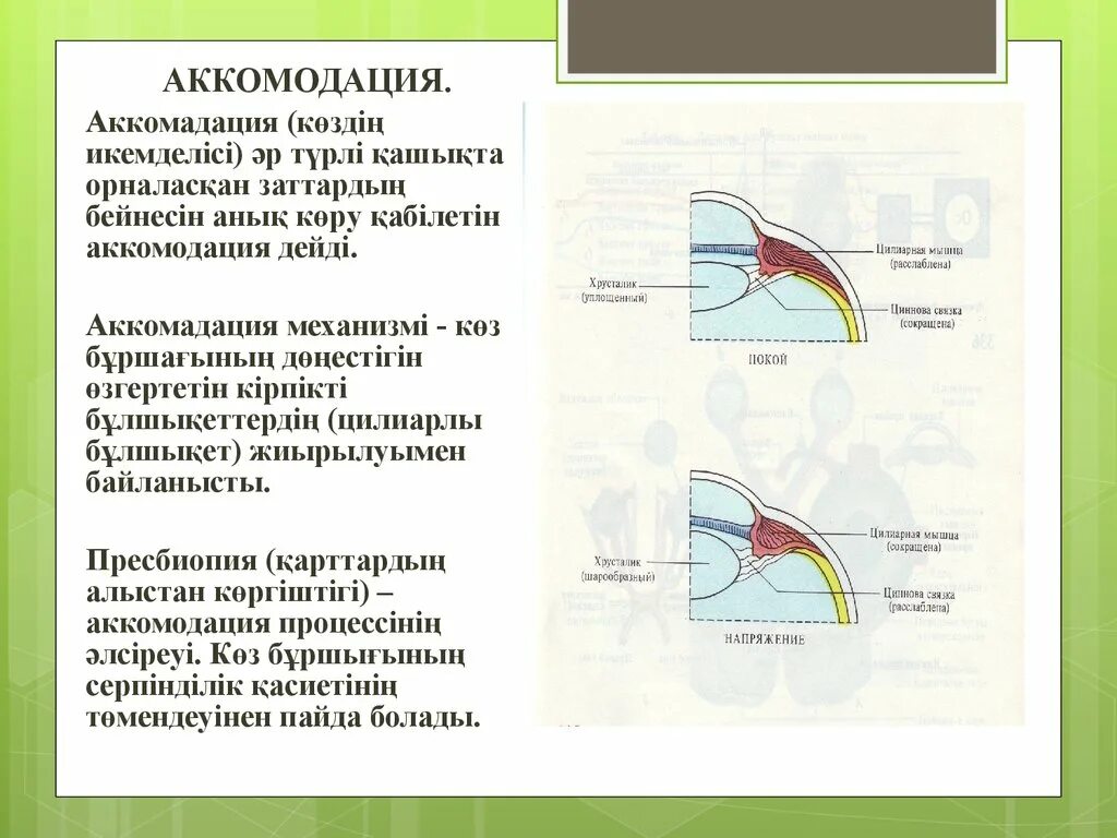 Код аккомодация. Анализаторы аккомодация. Механизм аккомодации глаза. Аккомодация это в офтальмологии. Аккомодация глаза физиология.