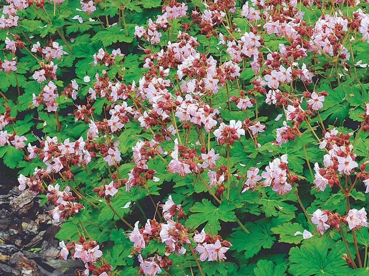 Герань крупнокорневищную. Герань geranium macrorrhizum. герань крупнокорневищная (geranium macrorrhizum `spessart`). герань крупнокорневищная `ingwersen’s variety`(geranium macrorrhizum `ingwersen’s variety`). герань балканская крупнокорневищная.