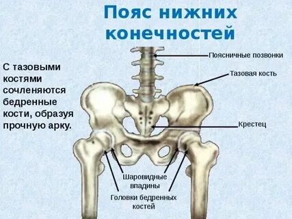 Что относится к тазовому поясу