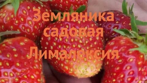 Клубника лималексия