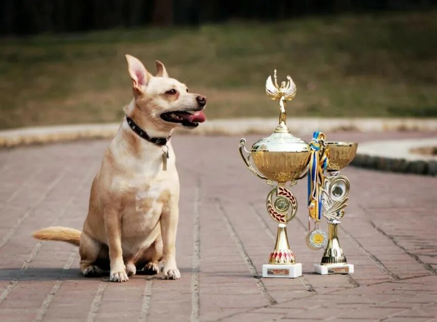 Выставка собак Кубок Барбоса. На выставке собак. Выставочные собаки. Собака победитель.