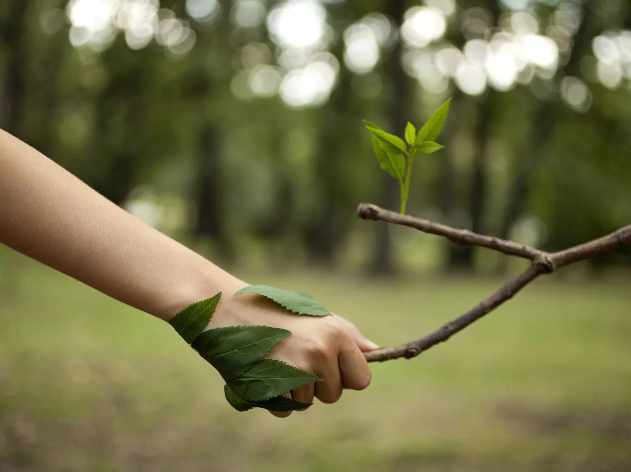 Дерево в руках. Любовь к природе. Человек и природа. Экологическое дерево. Nature take care