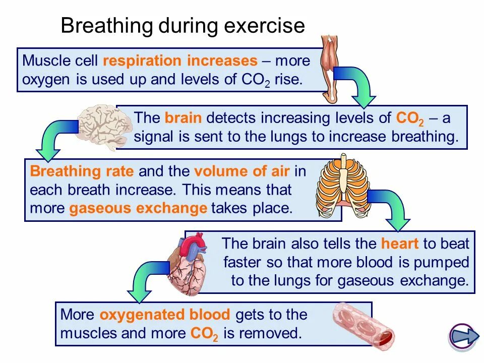 During предложение. Respiration норма. Breathing rate. Respiration инструкция по применению. Respiration, breathing, Breath Sounds.