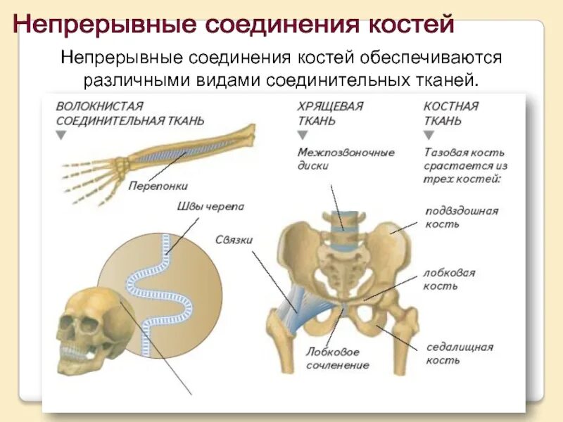 Прерывные и непрерывные соединения костей. Строение непрерывных соединений костей. Прерывные и непрерывные соединения суставов. Соединения костей: непрерывные, полупрерывные, прерывные (суставы)..