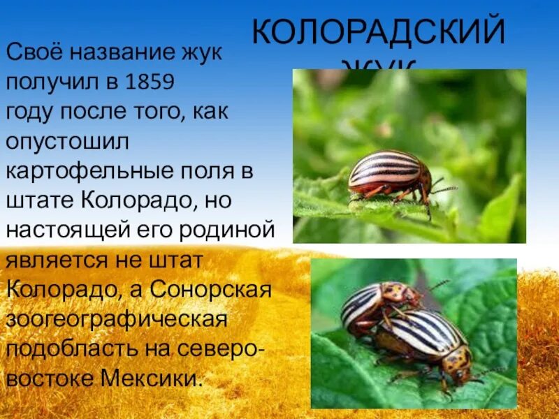 Животные поля 2 класс окружающий мир. Штат Колорадо колорадские жуки. Колорадский Жук про него. Сообщение о колорадском Жуке. Колорадский Жук в поле.