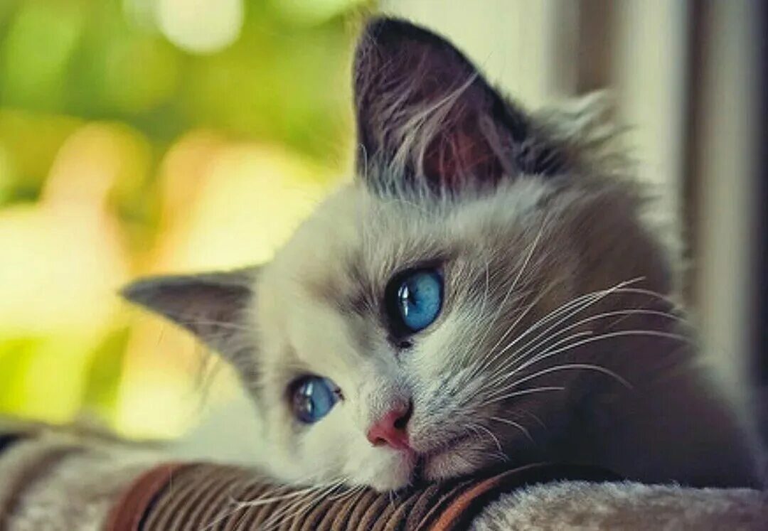 Картинки скучающей. Грустный котенок. Милый грустный котик. Очень грустная кошка. Котик скучает.