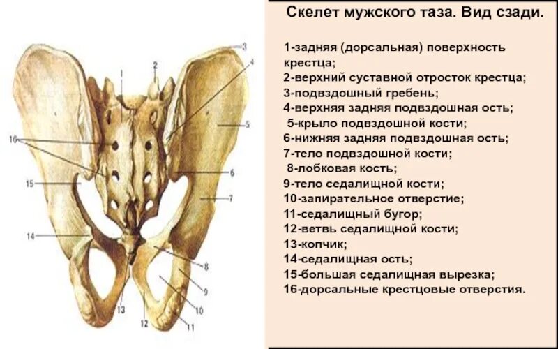 Подвздошная кость нижней конечности. Подвздошной кости внутренняя структура. Суставные поверхности подвздошной кости. Подвздошная кость имеет анатомические образования. Подвздошный гребень тазовой кости.