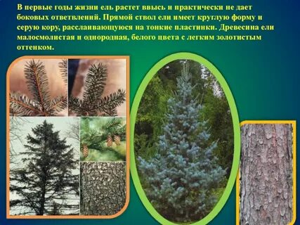 Ель европейская значение в жизни человека