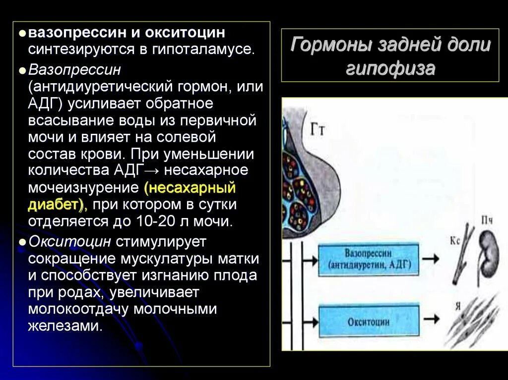 Какие гормоны задней доли гипофиза. Гормоны задней доли гипофиза вазопрессин и окситоцин. Гипофиза антидиуретический окситоцин. Антидиуретический гормон задней доли гипофиза.