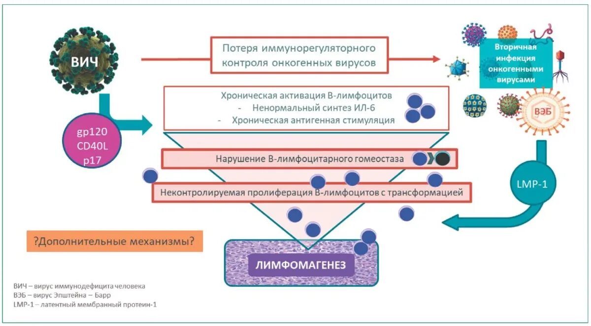 Клетки тени боткина гумпрехта. Вич лейкоз. Вич лейкоз. Спид ассоциированные заболевания. Вич лейкоз.
