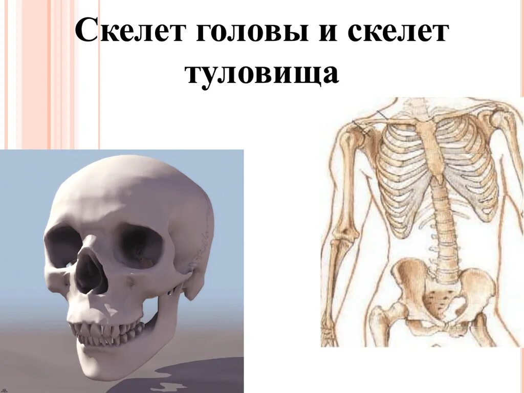 Амортизация скелета. Скелет головы 8 класс биология. Биология 8 класс скелет головы и туловища. Кости черепа и туловища. Скелет головы туловища и конечностей.