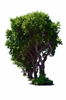 Row tree