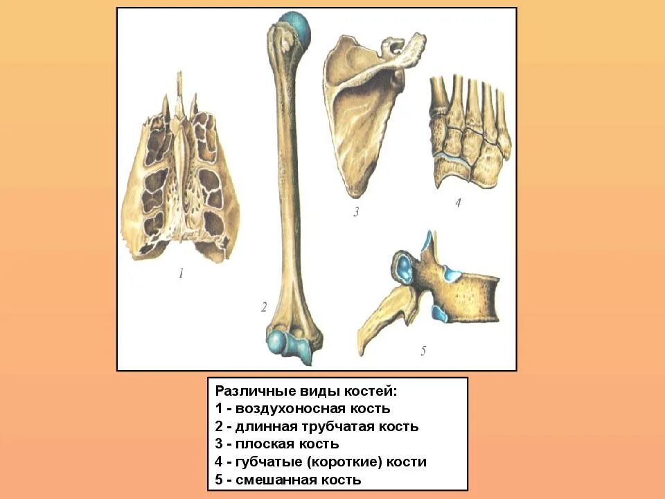 Кости трубчатые губчатые плоские смешанные. Трубчатые губчатые плоские смешанные воздухоносные кости. Классификация костей трубчатые губчатые. Воздухоносные кости анатомия.