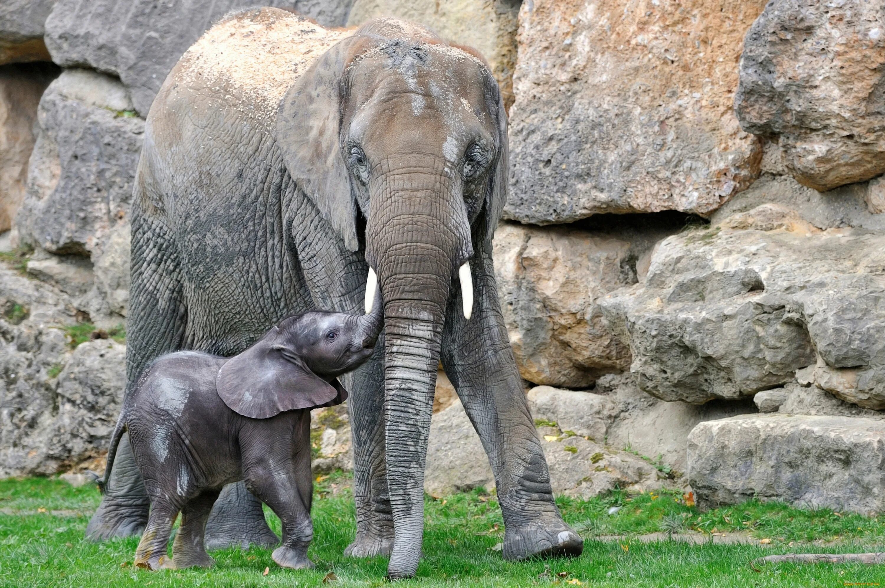 Слоненок. Мама слониха. Слон и Слоненок. Слоник с мамой.
