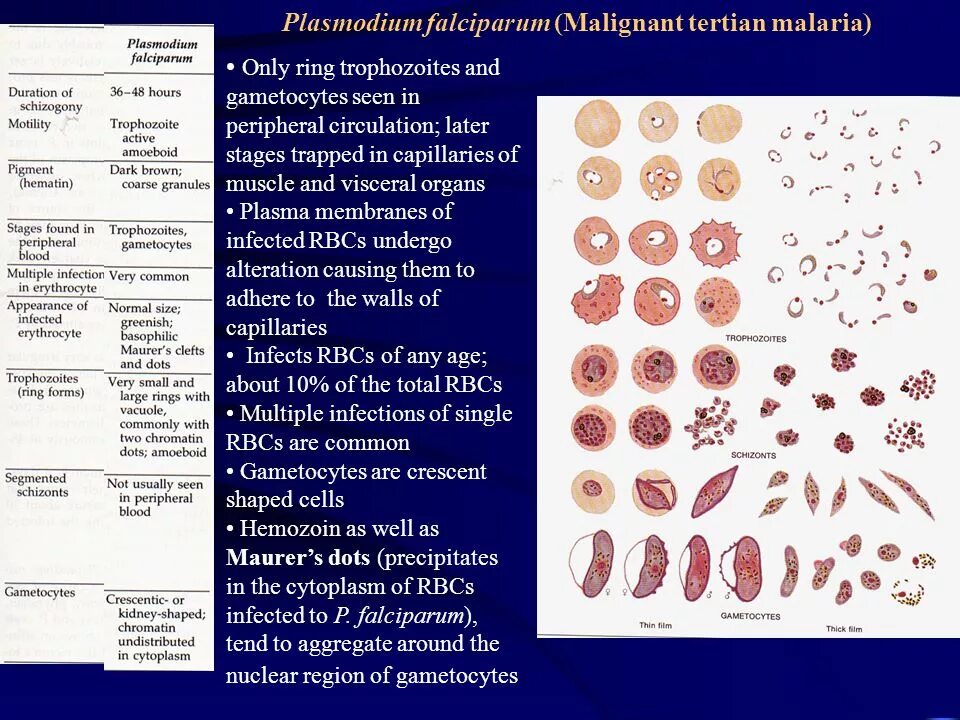 Малярийный плазмодий falciparum. Малярийный плазмодий Plasmodium falciparum;. Plasmodium falciparum препарат. Плазмодий Vivax. Тяжелое течение малярии ассоциируется чаще